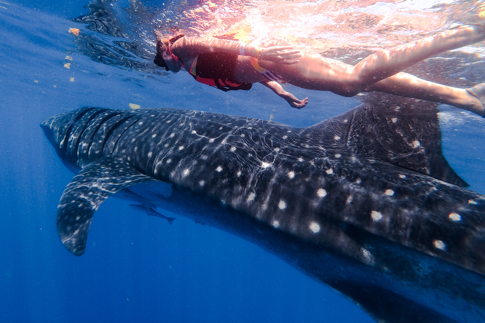 Whaleshark Trip Isla Mujeres